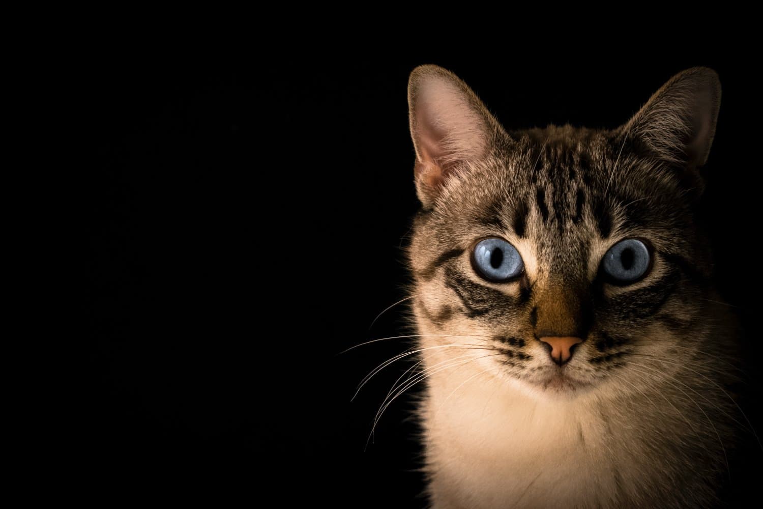 A relaxed cat in warm, calm light