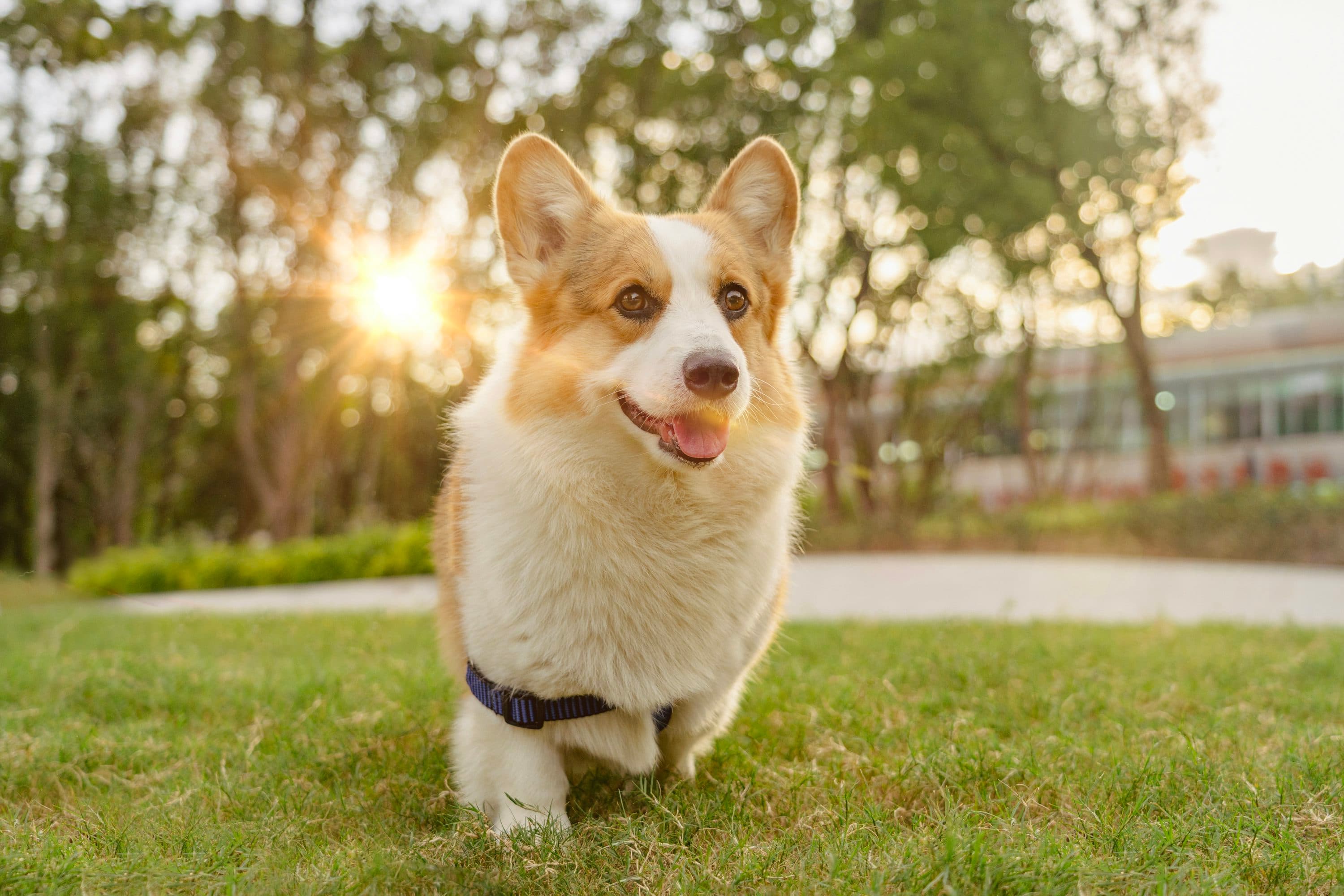 A smiling corgi outdoors in warm sunlight