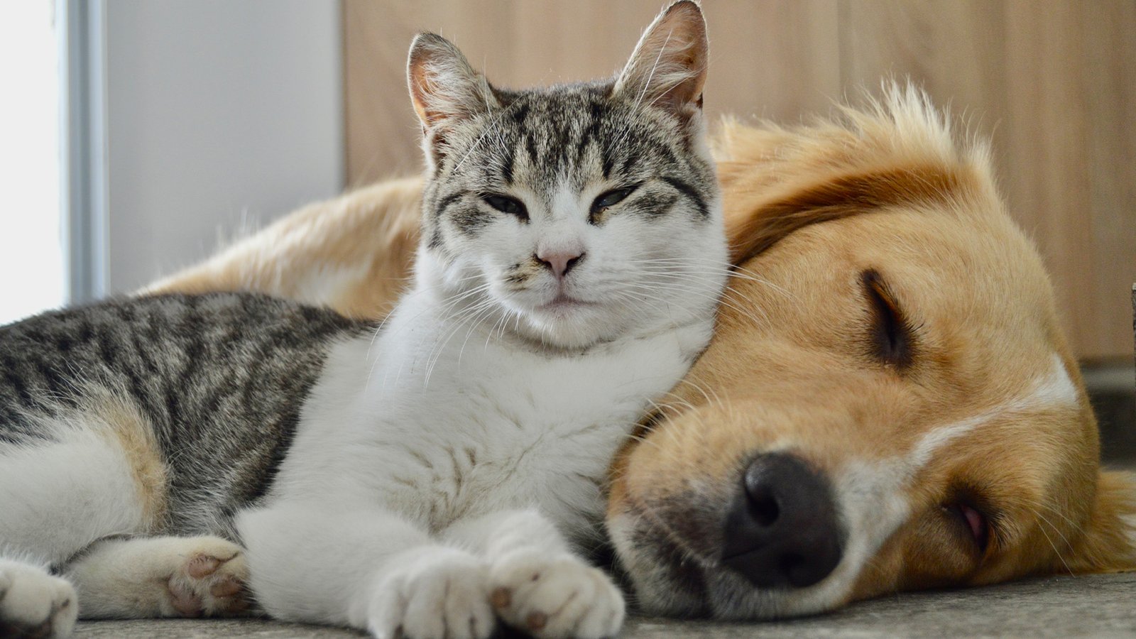 How we pick what makes it onto Pawstimate