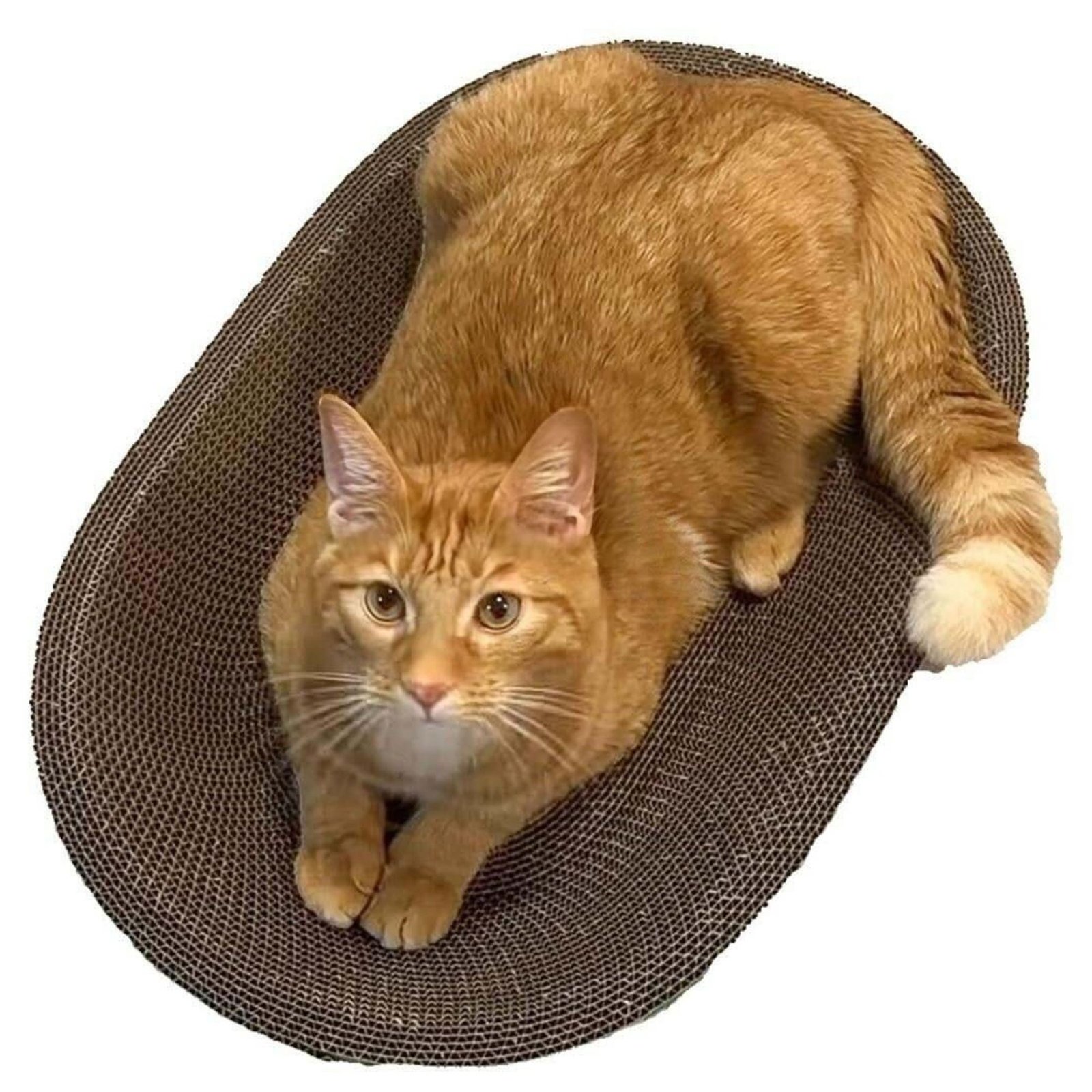 Felined Recycled Cardboard Cat Scratcher Lounge with Organic Catnip